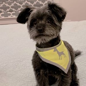 🐾. Meet your Posher, SB